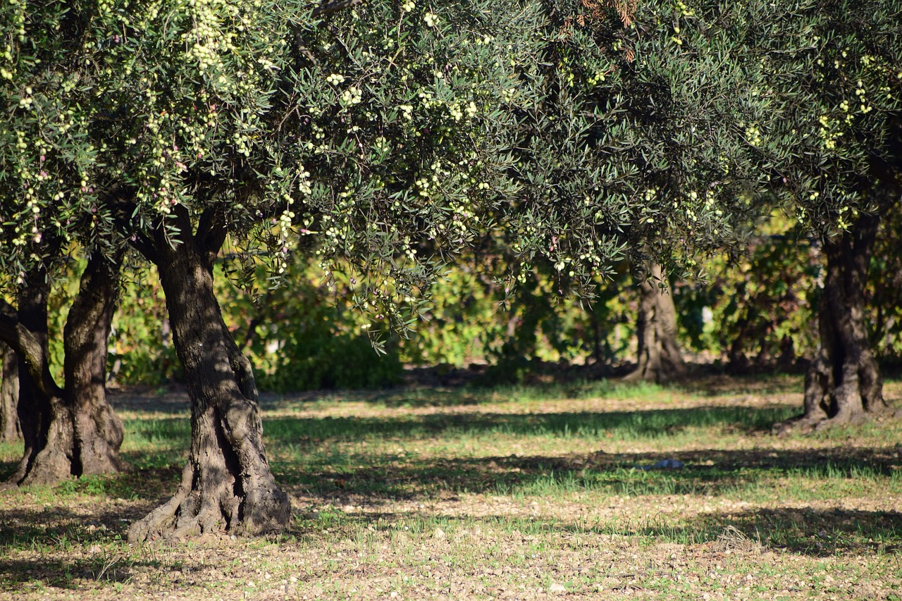 10 Essential Tips for Cooking with Olive Oil